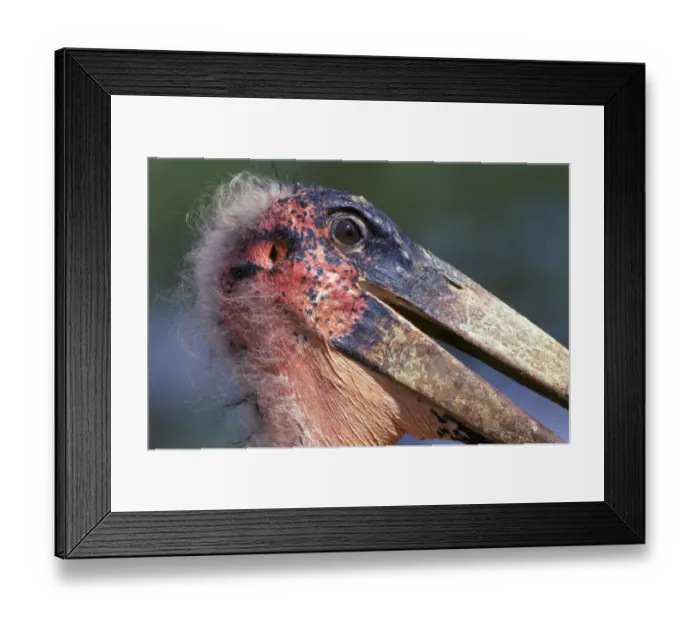 Framed Print : Marabou Stork (Leptoptilos crumeniferus) Side view of head / Samburu, Kenya Framed Print : Marabou Stork (Leptoptilos crumeniferus) Side view of head / Samburu, Kenya