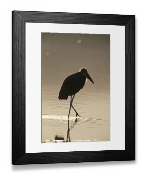 Framed Print : Marabou Stork (Leptoptilos crumeniferus) In evenig light - Lake Nukuru, Kenya Framed Print : Marabou Stork (Leptoptilos crumeniferus) In evenig light - Lake Nukuru, Kenya