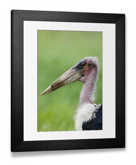 Framed Print : Marabou Stork (Leptoptilos crumeniferus) adult, close-up of head, Serengeti, Tanzania Framed Print : Marabou Stork (Leptoptilos crumeniferus) adult, close-up of head, Serengeti, Tanzania