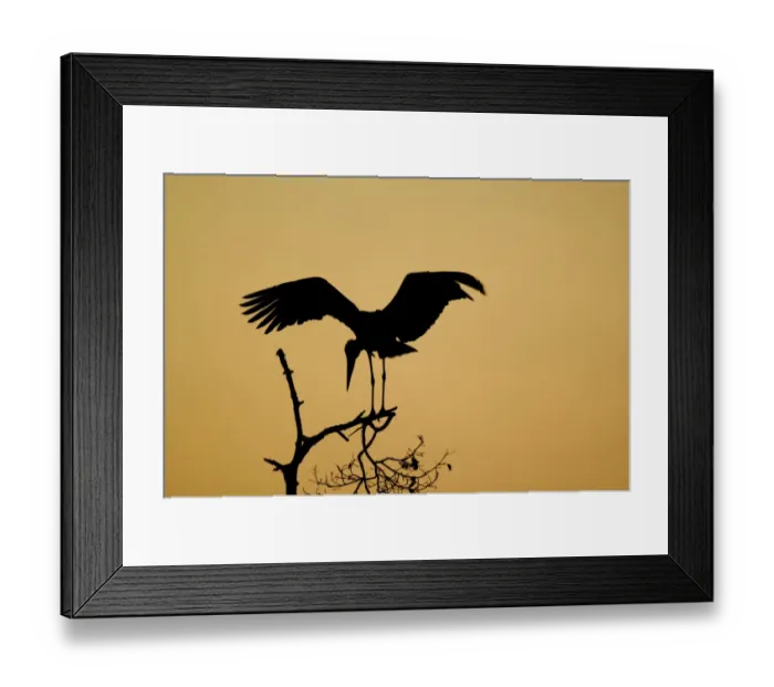 Framed Print : Marabou Stork (Leptoptilos crumeniferus) adult, with wings spread, silhouetted on branch at sunset, Tarangire N. P Framed Print : Marabou Stork (Leptoptilos crumeniferus) adult, with wings spread, silhouetted on branch at sunset, Tarangire N. P