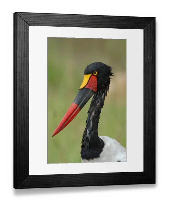 Framed Print : Saddle-billed Stork (Ephippiorhynchus senegalensis) adult female, close-up of head and neck, Masaii Mara, Kenya Framed Print : Saddle-billed Stork (Ephippiorhynchus senegalensis) adult female, close-up of head and neck, Masaii Mara, Kenya
