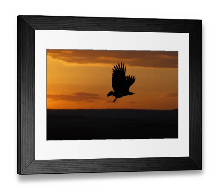 Framed Print : Hooded Vulture (Necrosyrtes monachus) in flight, silhouette at sunset, Masai Mara, Kenya Framed Print : Hooded Vulture (Necrosyrtes monachus) in flight, silhouette at sunset, Masai Mara, Kenya