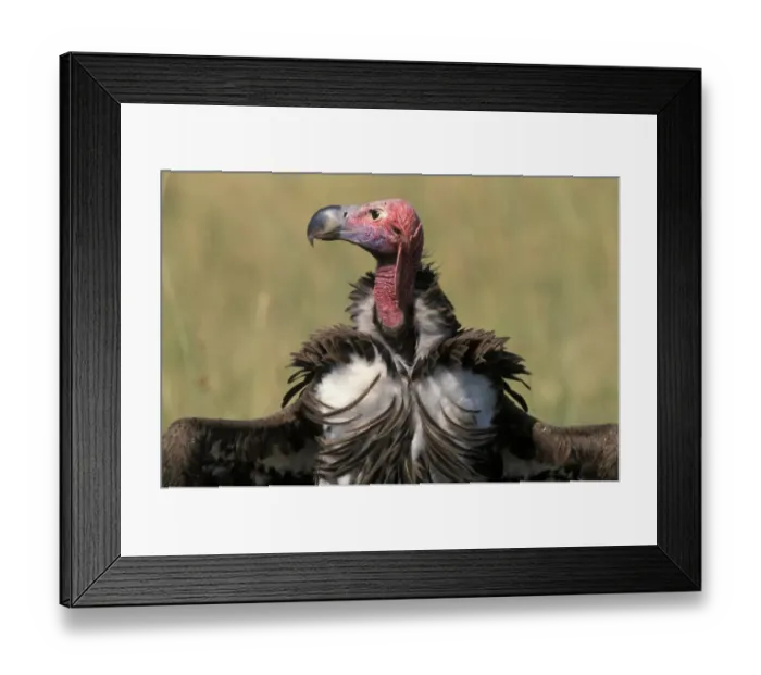 Framed Print : Lappet-faced Vulture (Torgos tracheliotus) Head - Masi Mara, Kenya Framed Print : Lappet-faced Vulture (Torgos tracheliotus) Head - Masi Mara, Kenya