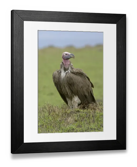 Framed Print : Lappet-faced Vulture (Torgos tracheliotus) adult, standing on ground, Masai Mara, Kenya Framed Print : Lappet-faced Vulture (Torgos tracheliotus) adult, standing on ground, Masai Mara, Kenya
