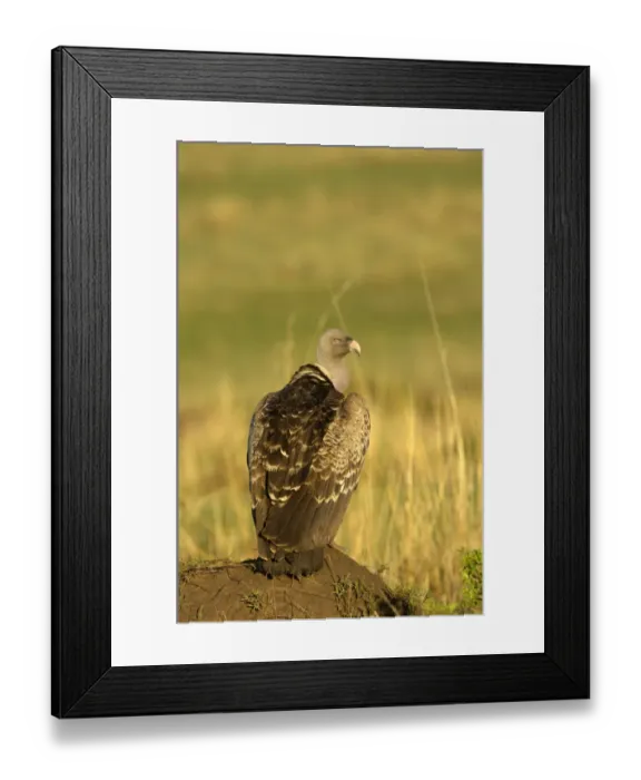 Framed Print : Rueppells Griffon Vulture (Gyps rueppellii) adult, standing on mound, Masai Mara, Kenya Framed Print : Rueppells Griffon Vulture (Gyps rueppellii) adult, standing on mound, Masai Mara, Kenya