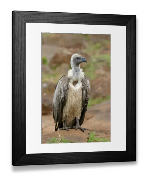 Framed Print : White-backed Vulture (Gyps africanus) adult, Masaii Mara, Kenya