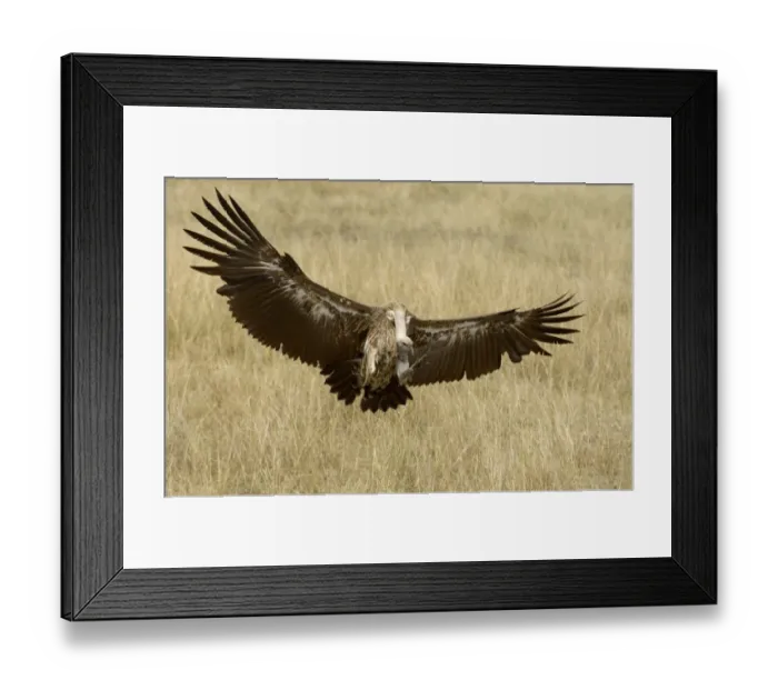 Framed Print : White-backed Vulture (Gyps africanus) adult, in flight, landing, Masai Mara, Kenya Framed Print : White-backed Vulture (Gyps africanus) adult, in flight, landing, Masai Mara, Kenya