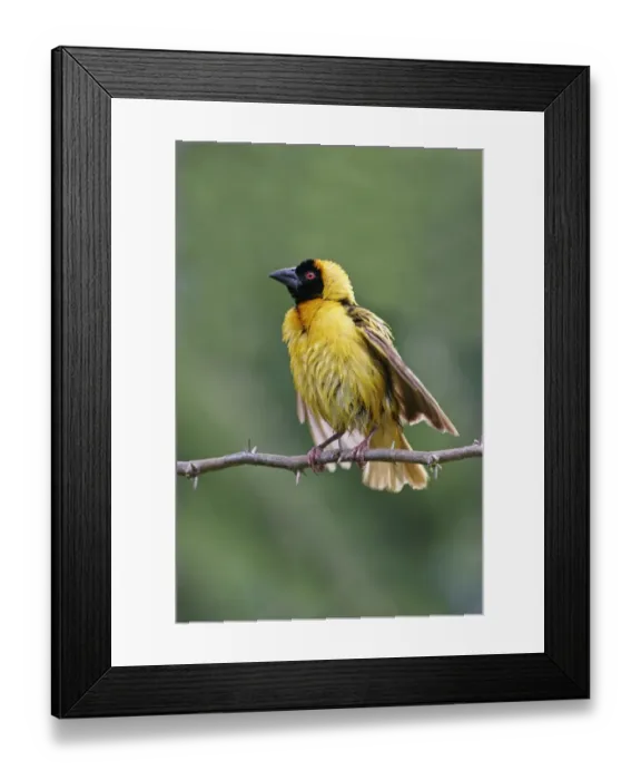 Framed Print : Black-headed Weaver (Ploceus cucullatus) adult male displaying, wet after bathing, Lake Baringo, Kenya Framed Print : Black-headed Weaver (Ploceus cucullatus) adult male displaying, wet after bathing, Lake Baringo, Kenya