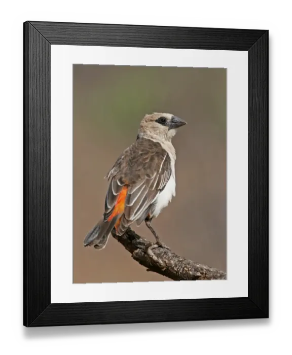 Framed Print : White-headed Buffalo Weaver (Dinemellia dinemelli) adult, perched on branch, Kenya Framed Print : White-headed Buffalo Weaver (Dinemellia dinemelli) adult, perched on branch, Kenya