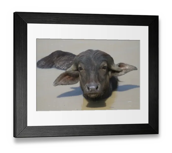 Framed Print : Domestic Water Buffalo (Bubalis bubalis) calf, wallowing in water, Pantanal, Mato Grosso, Brazil Framed Print : Domestic Water Buffalo (Bubalis bubalis) calf, wallowing in water, Pantanal, Mato Grosso, Brazil
