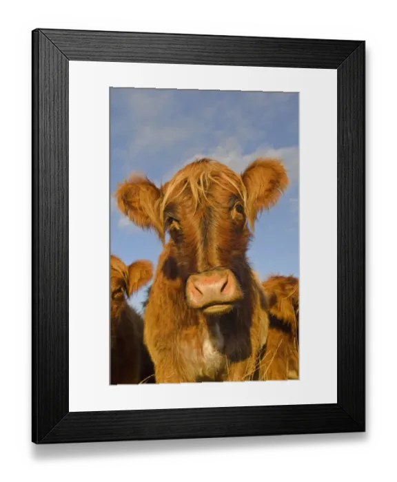 Framed Print : Domestic Cattle, Highland Cattle crossbreed calves, herd used for habitat management on nature reserve, Peak District Framed Print : Domestic Cattle, Highland Cattle crossbreed calves, herd used for habitat management on nature reserve, Peak District