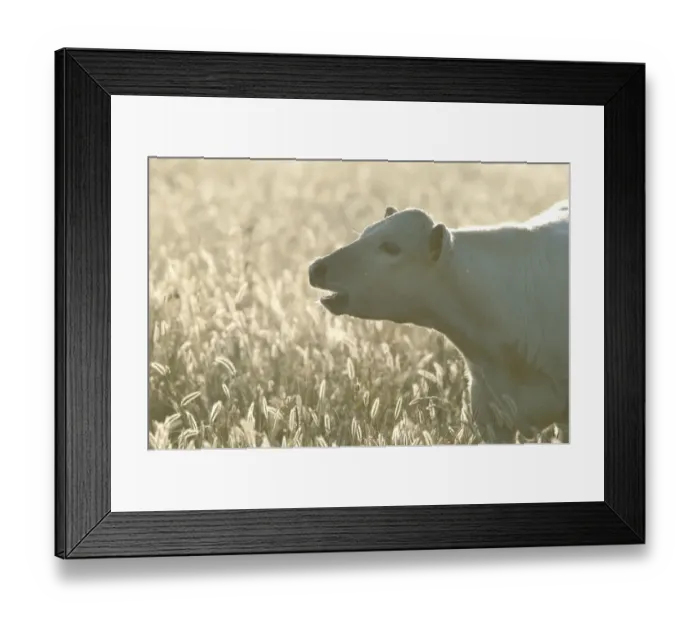 Framed Print : Domestic Cattle, Charolais cross calf, calling, backlit in long flowering grass, Kent, England, summer Framed Print : Domestic Cattle, Charolais cross calf, calling, backlit in long flowering grass, Kent, England, summer