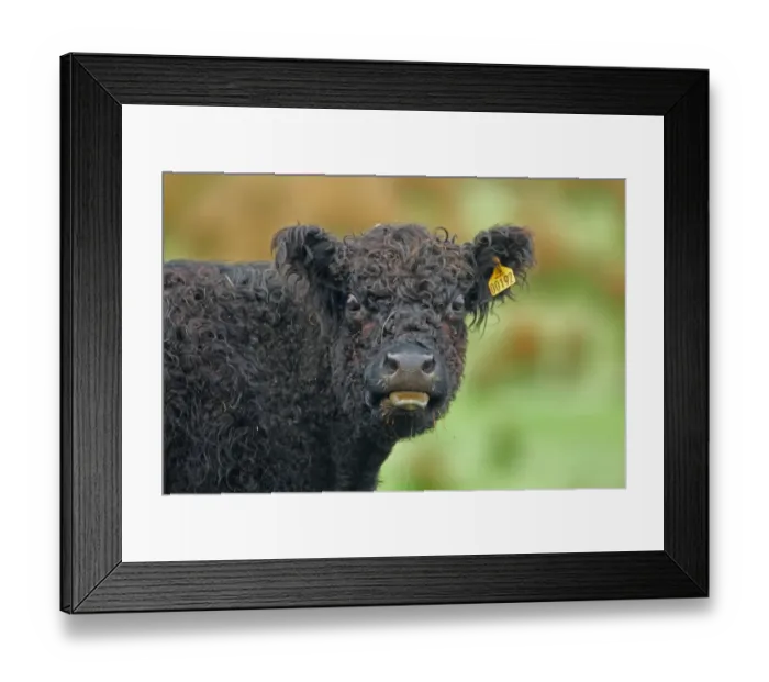 Framed Print : Domestic Cattle, Galloway calf, with tongue out, close-up of head, New Luce, Dumfries and Galloway, Scotland, may Framed Print : Domestic Cattle, Galloway calf, with tongue out, close-up of head, New Luce, Dumfries and Galloway, Scotland, may