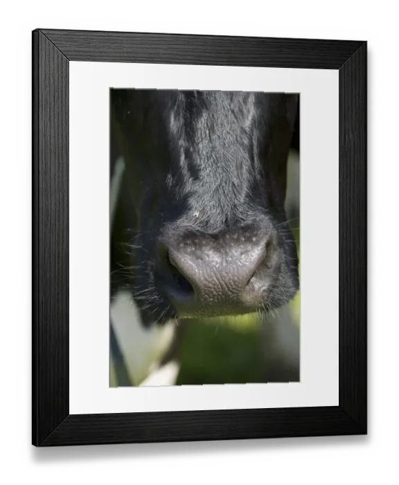 Framed Print : Domestic Cattle, dairy cow, close-up of nose, Sweden, june Framed Print : Domestic Cattle, dairy cow, close-up of nose, Sweden, june