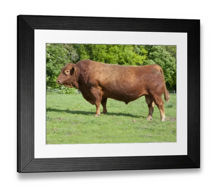 Framed Print : Domestic Cattle, Stabiliser bull, standing in pasture, Yorkshire, England, may Framed Print : Domestic Cattle, Stabiliser bull, standing in pasture, Yorkshire, England, may