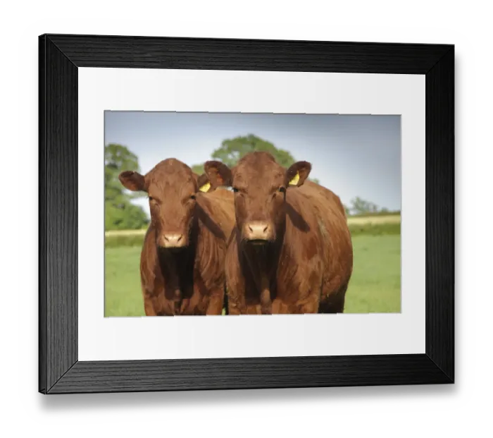 Framed Print : Domestic Cattle, Devon cross beef cattle, two standing in pasture, Rosamond and Perkins Village, Devon, England, may Framed Print : Domestic Cattle, Devon cross beef cattle, two standing in pasture, Rosamond and Perkins Village, Devon, England, may