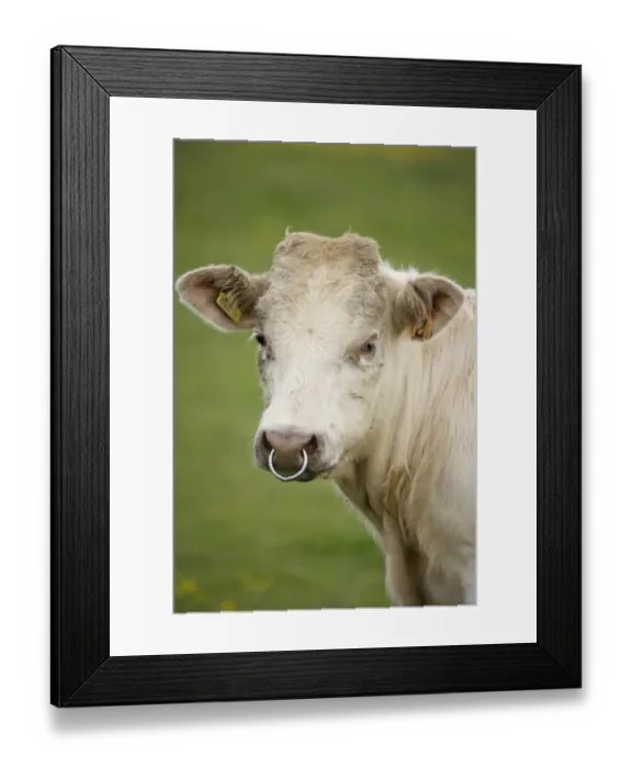 Framed Print : Domestic Cattle, beef bull calf, close-up of head, with ring through nose, Mainland, Orkney, Scotland, june Framed Print : Domestic Cattle, beef bull calf, close-up of head, with ring through nose, Mainland, Orkney, Scotland, june