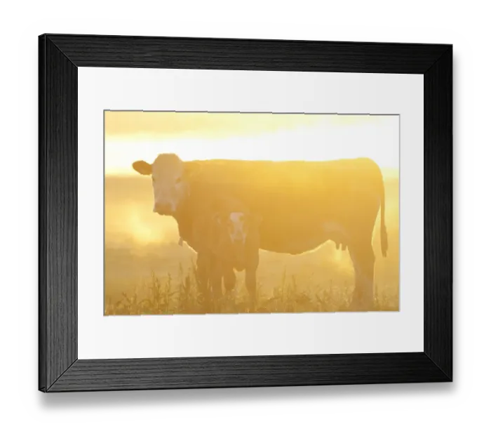 Framed Print : Domestic Cattle, cow with calf, standing on coastal grazing marsh at dawn, Elmley Marshes N. N. R Framed Print : Domestic Cattle, cow with calf, standing on coastal grazing marsh at dawn, Elmley Marshes N. N. R