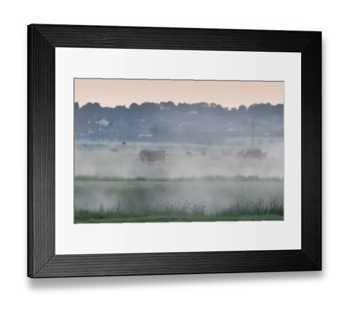Framed Print : Domestic Cattle, herd grazing on misty coastal grazing marsh at dawn, Elmley Marshes N. N. R Framed Print : Domestic Cattle, herd grazing on misty coastal grazing marsh at dawn, Elmley Marshes N. N. R