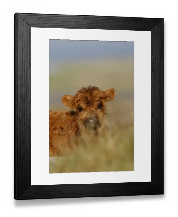 Framed Print : Highland Cattle, calf, close-up of head, The Uists, Outer Hebrides, Scotland Framed Print : Highland Cattle, calf, close-up of head, The Uists, Outer Hebrides, Scotland