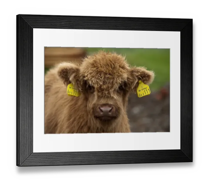 Framed Print : Highland Cattle, calf, with ear tags, close-up of head, Perthshire, Scotland Framed Print : Highland Cattle, calf, with ear tags, close-up of head, Perthshire, Scotland