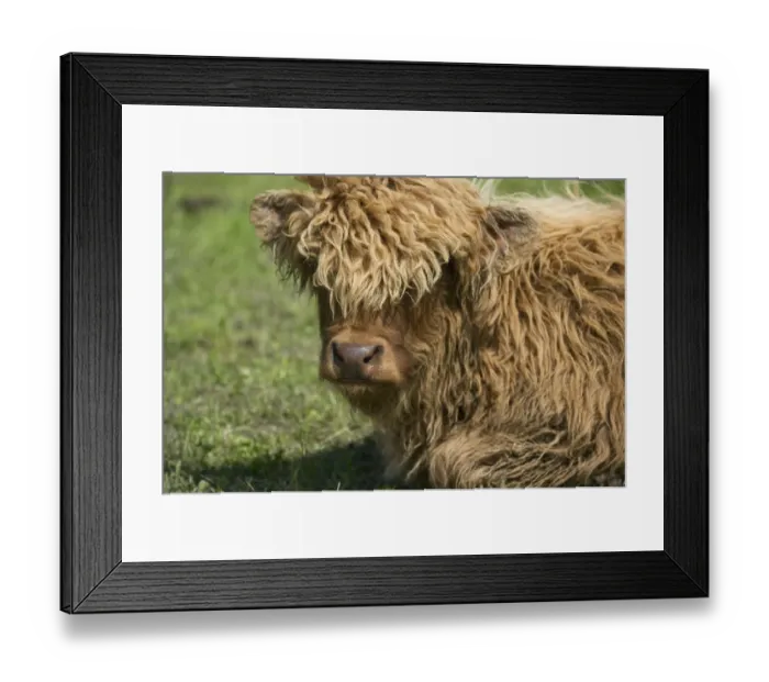 Framed Print : Highland Cattle, calf, close-up of head, resting in pasture, Sweden, may Framed Print : Highland Cattle, calf, close-up of head, resting in pasture, Sweden, may