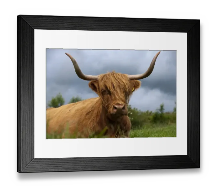 Framed Print : Domestic Cattle, Highland Cattle, cow, close-up of head, resting in pasture, England, july Framed Print : Domestic Cattle, Highland Cattle, cow, close-up of head, resting in pasture, England, july