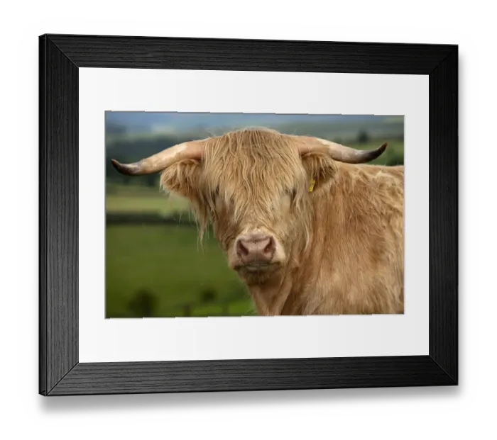 Framed Print : Domestic Cattle, Highland Cattle, yearling steer, close-up of head, in upland pasture, England, july Framed Print : Domestic Cattle, Highland Cattle, yearling steer, close-up of head, in upland pasture, England, july