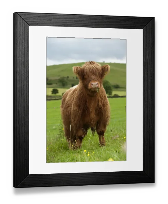 Framed Print : Domestic Cattle, Highland Cattle, yearling steer, with wet coat, grazing in upland pasture, England, july Framed Print : Domestic Cattle, Highland Cattle, yearling steer, with wet coat, grazing in upland pasture, England, july