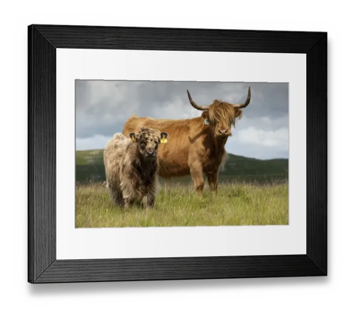 Framed Print : Domestic Cattle, Highland Cattle, cow with calf, standing on moorland, England, july Framed Print : Domestic Cattle, Highland Cattle, cow with calf, standing on moorland, England, july