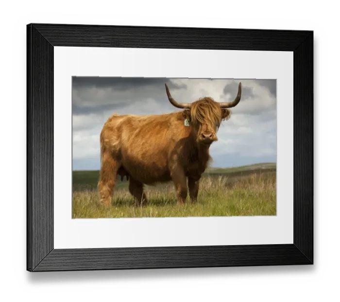 Framed Print : Domestic Cattle, Highland Cattle, cow, standing on moorland, England, july