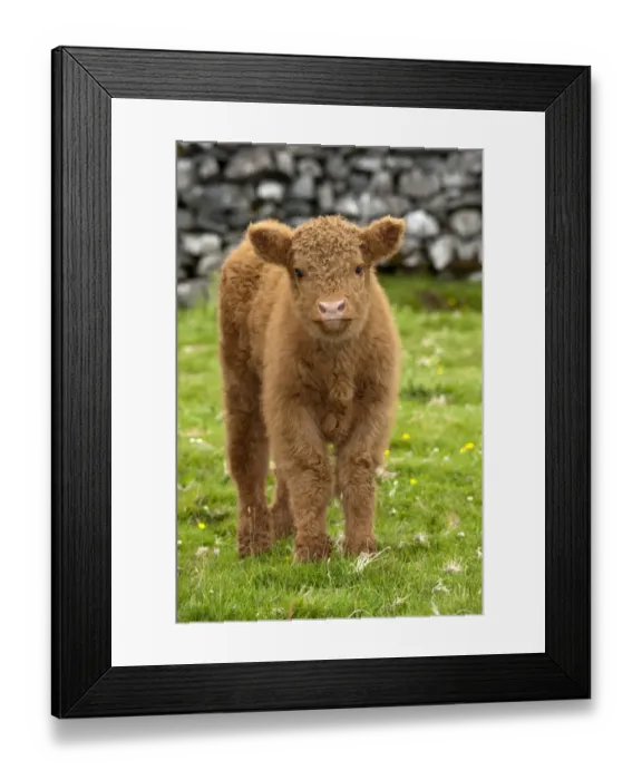 Framed Print : Domestic Cattle, Highland Cattle, calf, standing on moorland beside drystone wall, England, july Framed Print : Domestic Cattle, Highland Cattle, calf, standing on moorland beside drystone wall, England, july