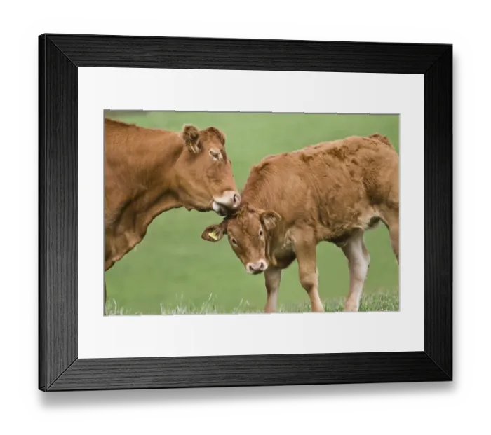 Framed Print : Domestic Cattle, Limousin cow grooming calf, in pasture, Dorset, England, september Framed Print : Domestic Cattle, Limousin cow grooming calf, in pasture, Dorset, England, september