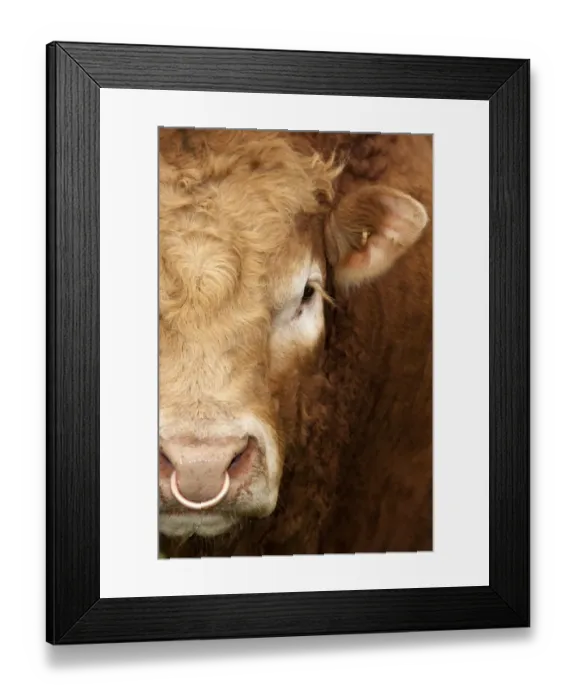 Framed Print : Domestic Cattle, Limousin, bull, close-up of face, with ring through nose, England, may