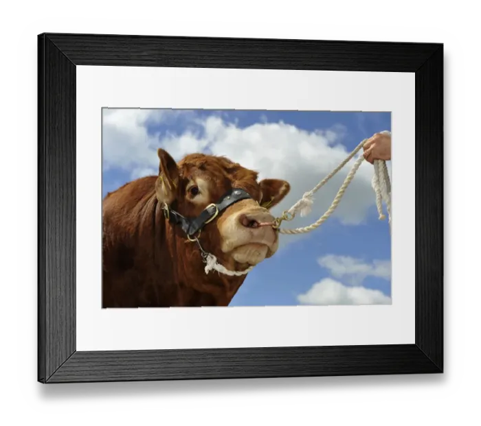 Framed Print : Domestic Cattle, Limousin bull, close-up of head, on halter held by stockman, England, july Framed Print : Domestic Cattle, Limousin bull, close-up of head, on halter held by stockman, England, july