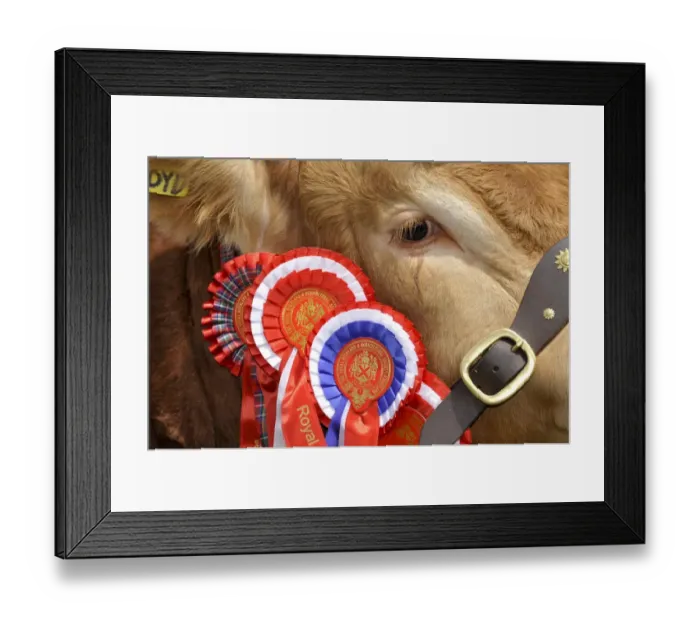 Framed Print : Domestic Cattle, Limousin bull, close-up of head, show champion with rosettes, Royal Highland Show, Ingliston Framed Print : Domestic Cattle, Limousin bull, close-up of head, show champion with rosettes, Royal Highland Show, Ingliston