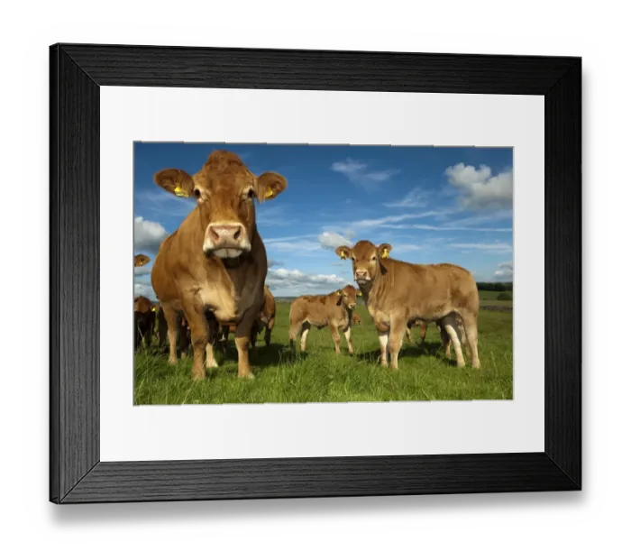 Framed Print : Domestic Cattle, Limousin, cows with calves, herd standing in pasture, England, august Framed Print : Domestic Cattle, Limousin, cows with calves, herd standing in pasture, England, august