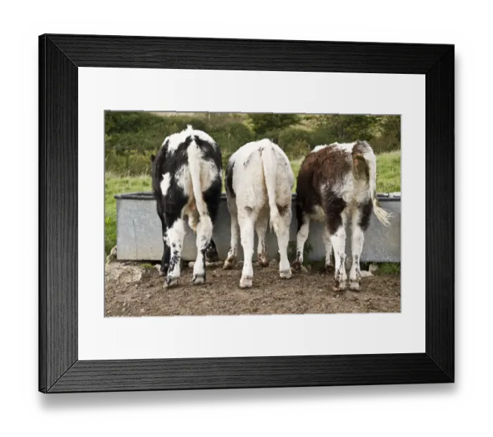 Framed Print : Domestic Cattle, Longhorn calves, three drinking at trough in pasture, Dorset, England, september Framed Print : Domestic Cattle, Longhorn calves, three drinking at trough in pasture, Dorset, England, september