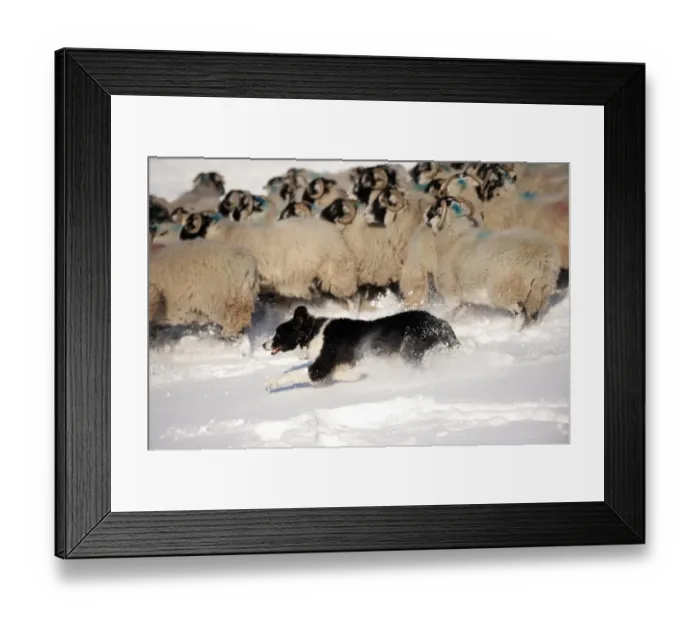 Framed Print : Domestic Dog, Border Collie sheepdog, adult, herding Swaledale sheep flock in snow, Cumbria, England, november Framed Print : Domestic Dog, Border Collie sheepdog, adult, herding Swaledale sheep flock in snow, Cumbria, England, november