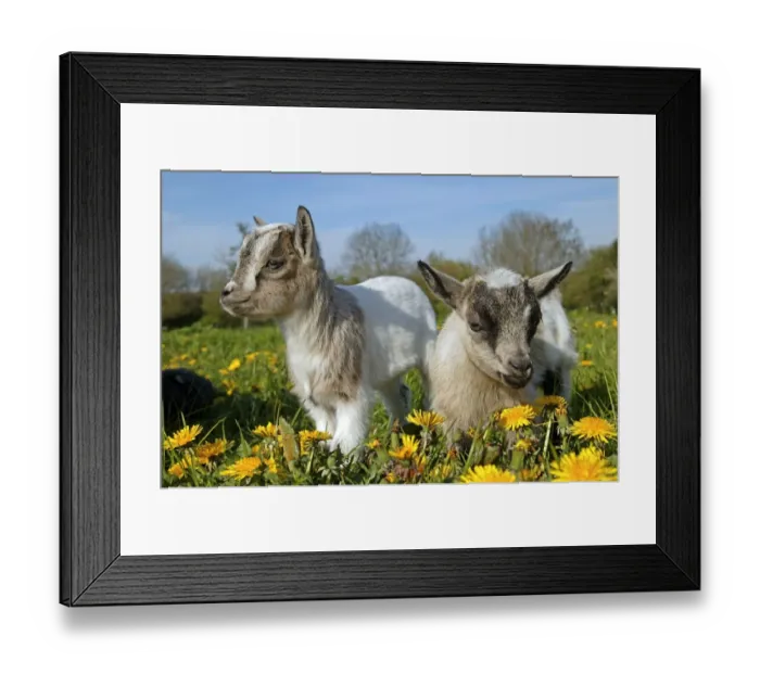 Framed Print : Domestic Goat, Pygmy Goat, two three-month old kids, standing in pasture with dandelion flowers, France, spring Framed Print : Domestic Goat, Pygmy Goat, two three-month old kids, standing in pasture with dandelion flowers, France, spring