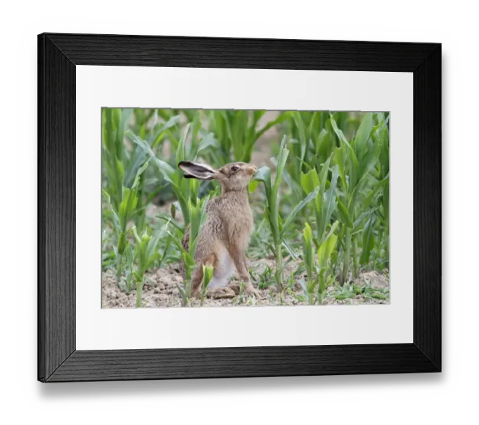 Framed Print : European Hare (Lepus europaeus) adult, feeding on maize crop, Leicestershire, England, august Framed Print : European Hare (Lepus europaeus) adult, feeding on maize crop, Leicestershire, England, august