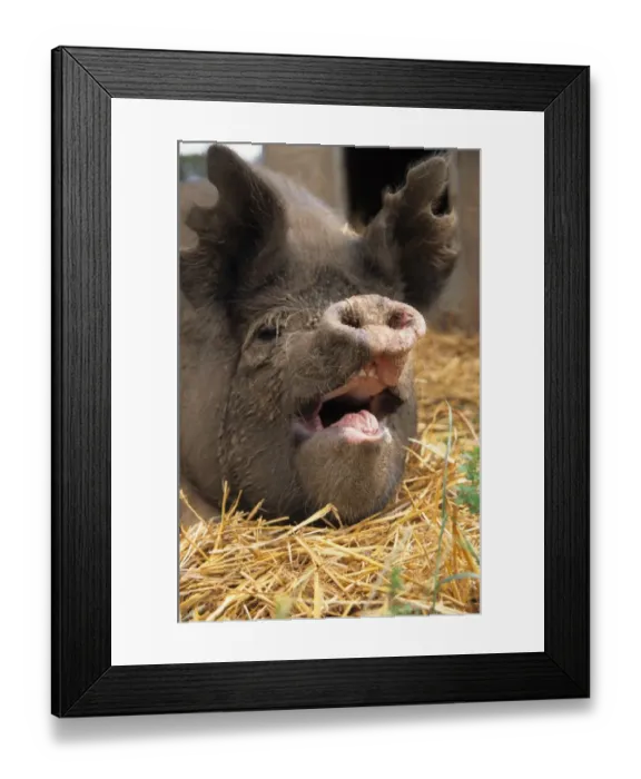 Framed Print : Domestic Pig, close-up of adult head, open mouth and notched ears, England Framed Print : Domestic Pig, close-up of adult head, open mouth and notched ears, England