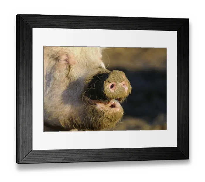 Framed Print : Domestic Pig, adult, close-up of face with snout covered in mud, Oxfordshire, England Framed Print : Domestic Pig, adult, close-up of face with snout covered in mud, Oxfordshire, England