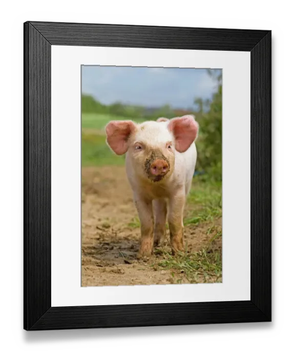 Framed Print : Domestic Pig, free-range piglet, standing, England Framed Print : Domestic Pig, free-range piglet, standing, England