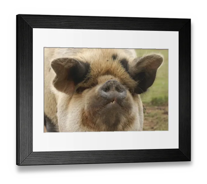 Framed Print : Domestic Pig, Kune Kune, adult, close-up of head, England Framed Print : Domestic Pig, Kune Kune, adult, close-up of head, England