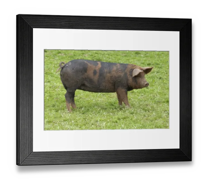 Framed Print : Domestic Pig, Duroc x Berkshire porker, standing on grass, England Framed Print : Domestic Pig, Duroc x Berkshire porker, standing on grass, England