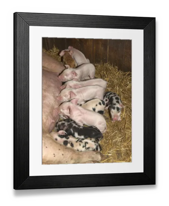 Framed Print : Domestic Pig, sow with piglets suckling, on straw bedding, England Framed Print : Domestic Pig, sow with piglets suckling, on straw bedding, England