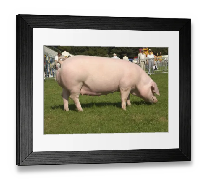 Framed Print : Domestic Pig, Welsh sow, supreme champion, Westmorland Show, England Framed Print : Domestic Pig, Welsh sow, supreme champion, Westmorland Show, England