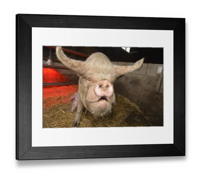Framed Print : Domestic Pig, Middle White, sow with piglets suckling, standing in pen, England Framed Print : Domestic Pig, Middle White, sow with piglets suckling, standing in pen, England