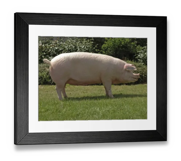 Framed Print : Domestic Pig, Landrace sow, 266 Ceirios Marilyn 34, supreme champion modern pig, Three Counties Show, England
